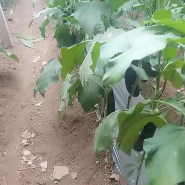 茄子/精品/框装/通货/二级货/三级货/主营茄子，超市