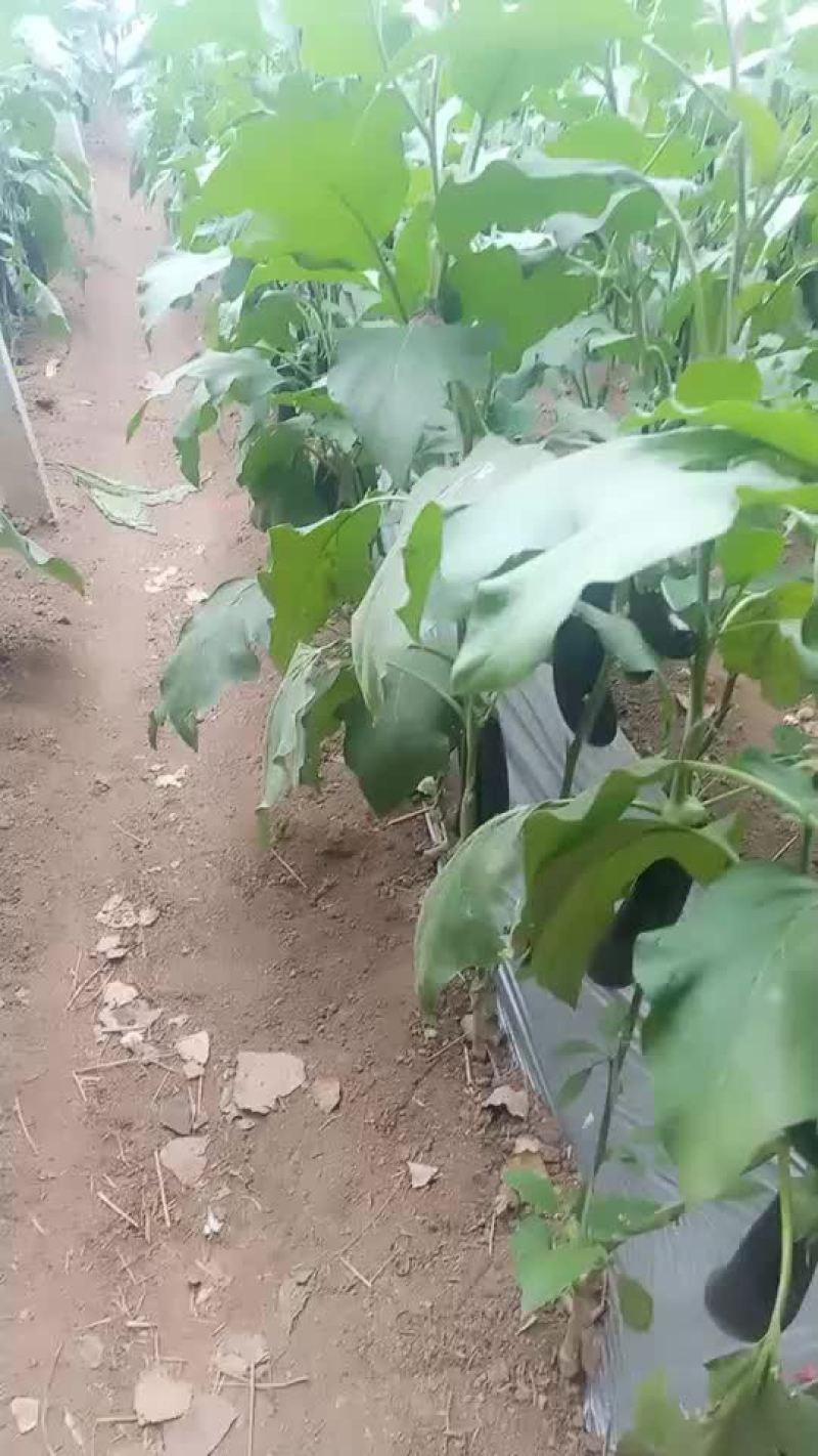 茄子/精品/框装/通货/二级货/三级货/主营茄子，超市