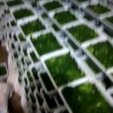 速冻荠荠菜，荠荠菜种子。