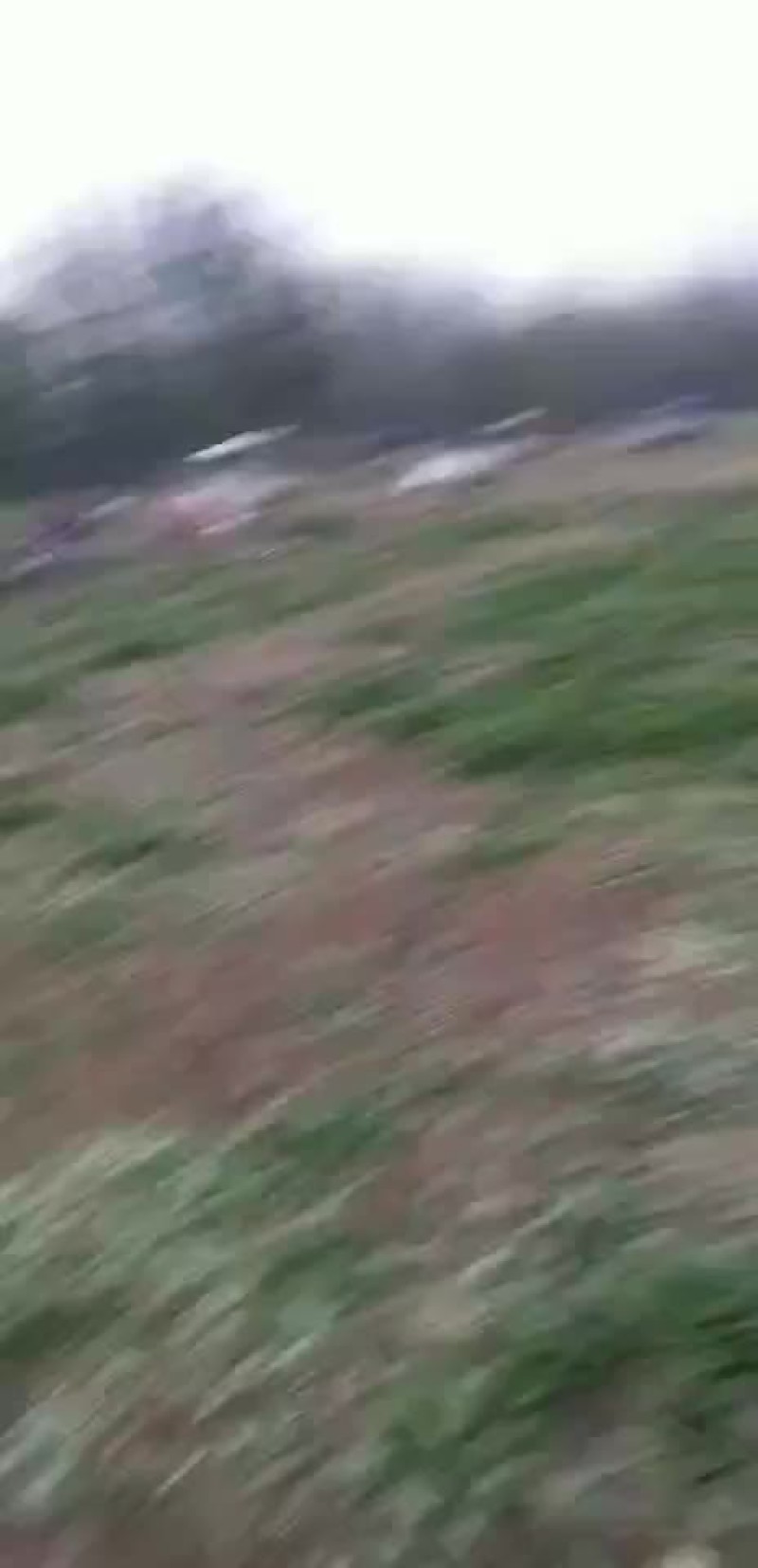 速冻荠荠菜，荠荠菜种子。