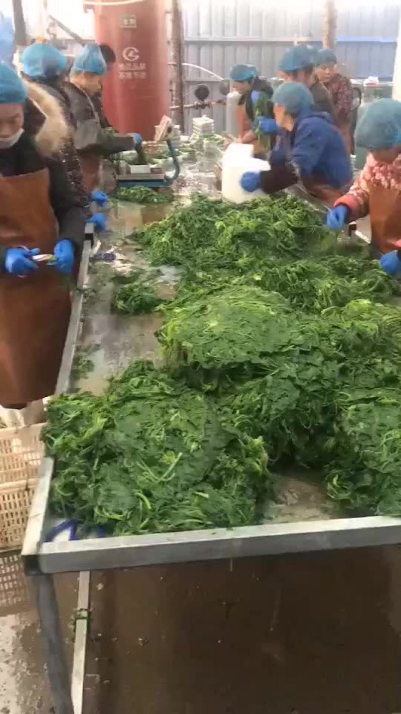 速冻荠荠菜，荠荠菜种子。
