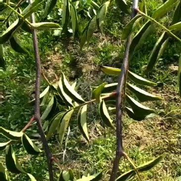 精选高产优质无刺花椒苗