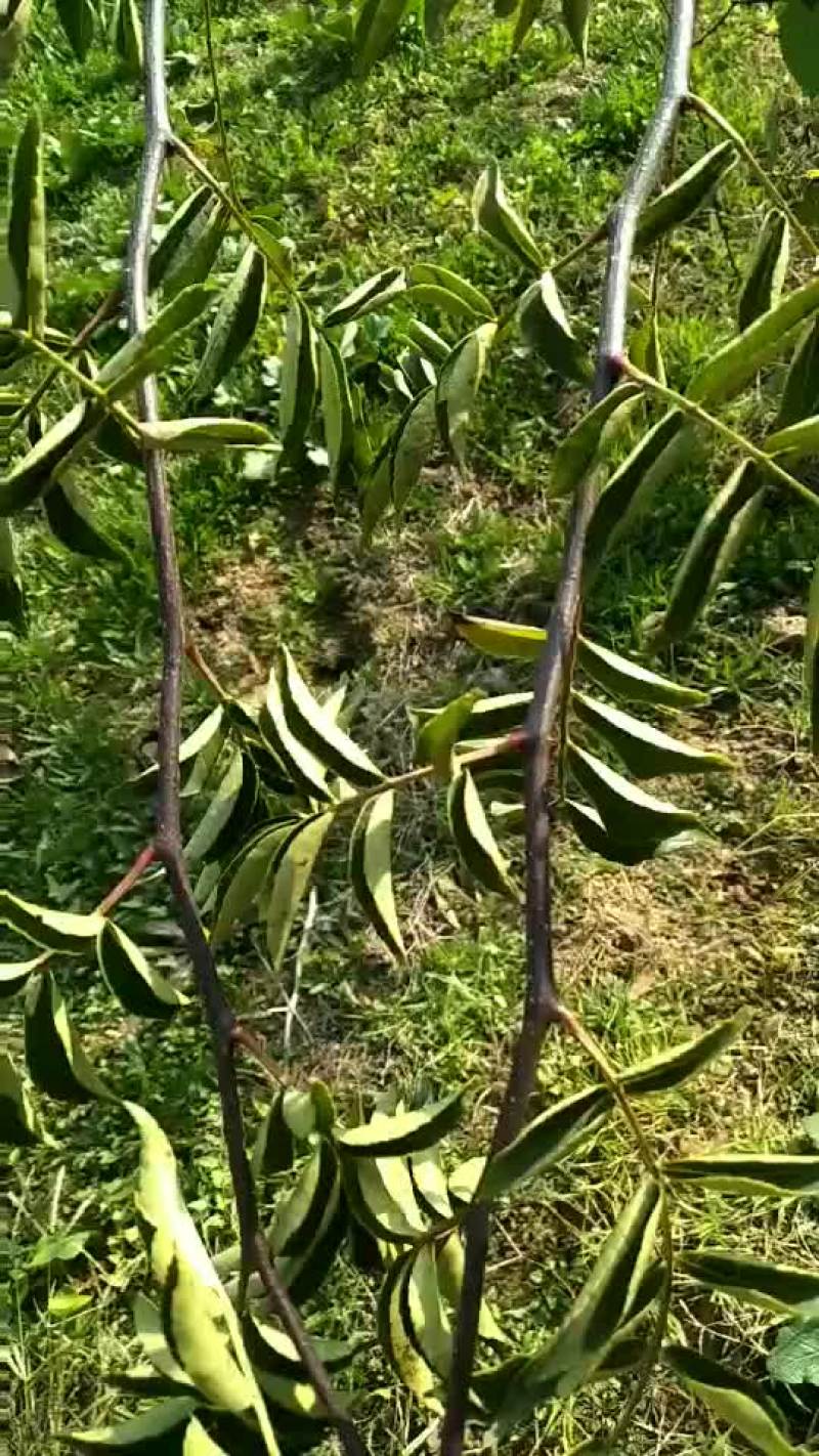 精选高产优质无刺花椒苗