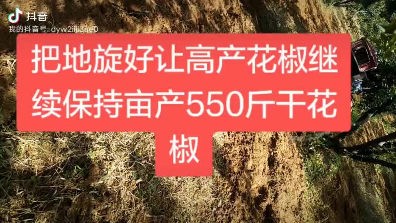 精选高产优质无刺花椒苗