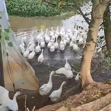 白鹅