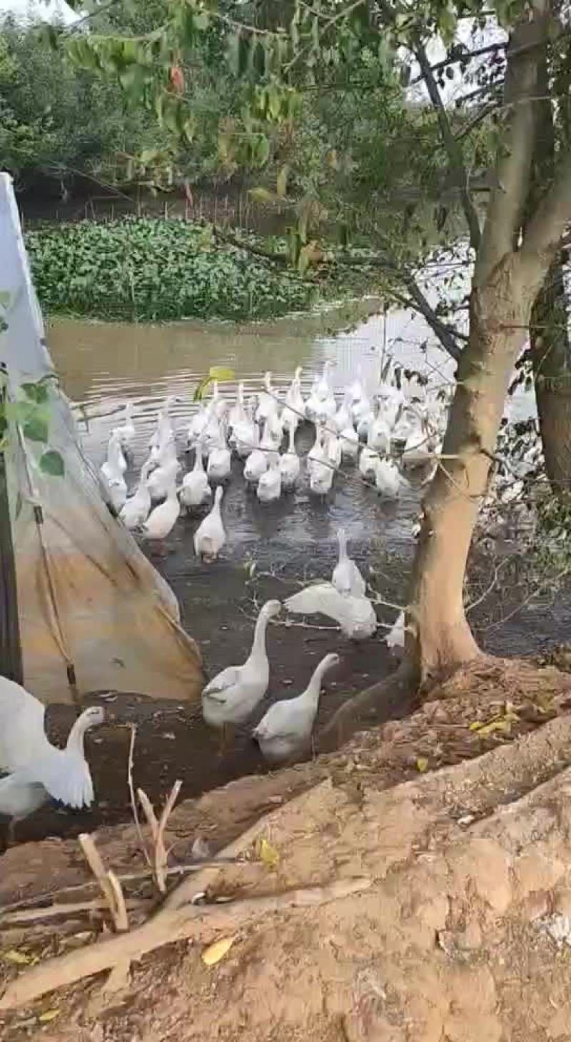 白鹅