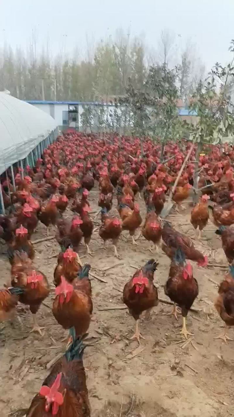 常年出售红玉380，