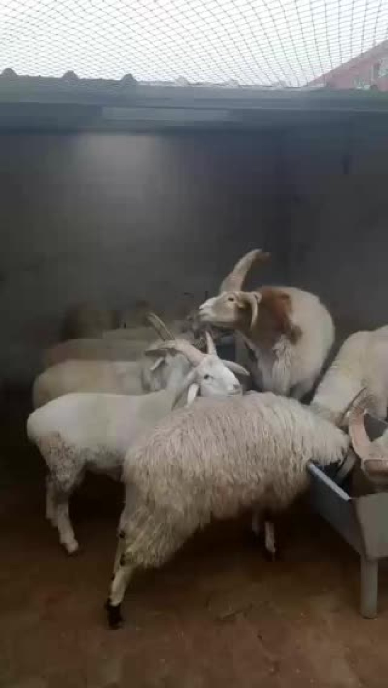 出售肉羊小尾寒羊杜泊羊黑山羊白山羊种公