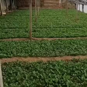 各种蔬菜苗，有需要联系我