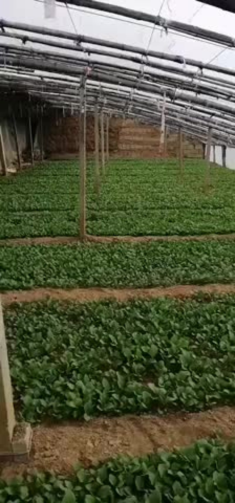 各种蔬菜苗，有需要联系我