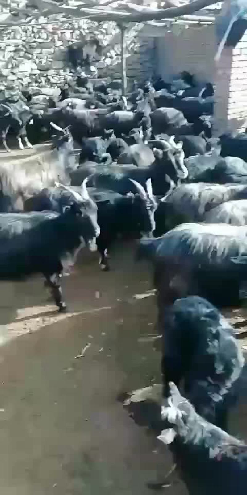 精品黑山羊：需要的朋友看过来！