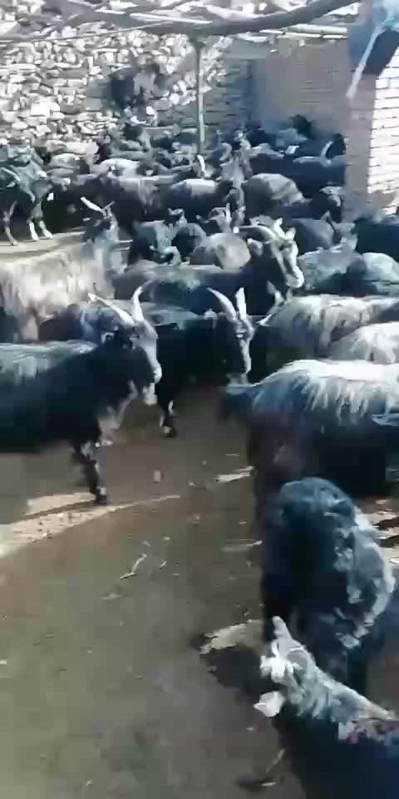 精品黑山羊：需要的朋友看过来！
