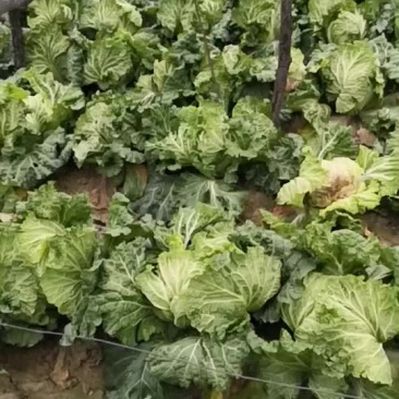 白菜大量上市中
