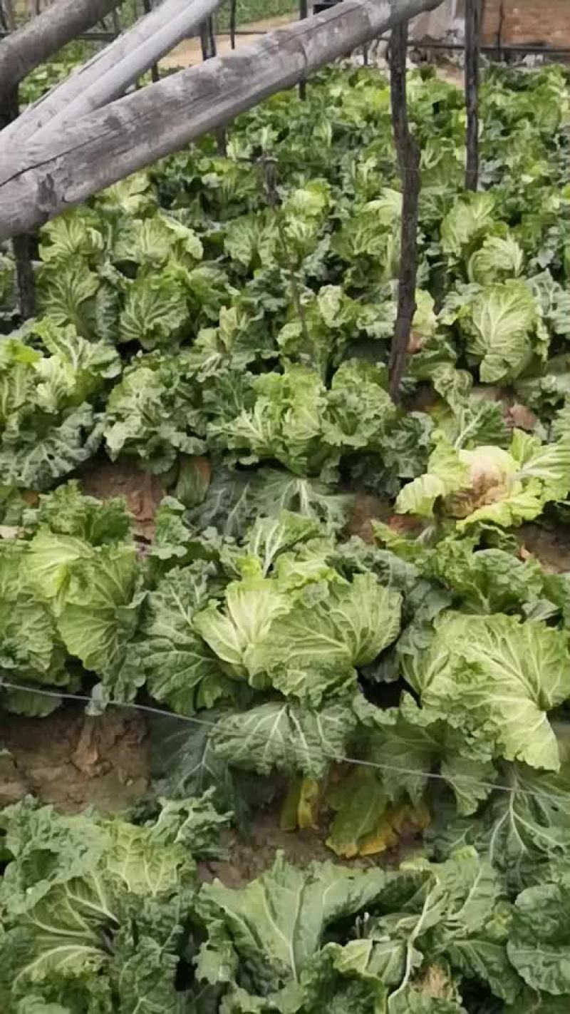 白菜大量上市中
