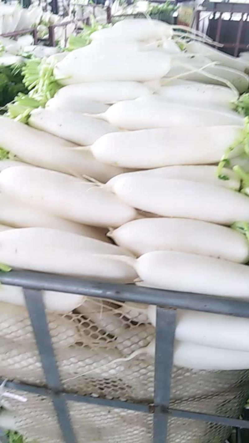 上等精品白萝卜