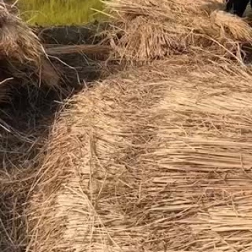 稻草