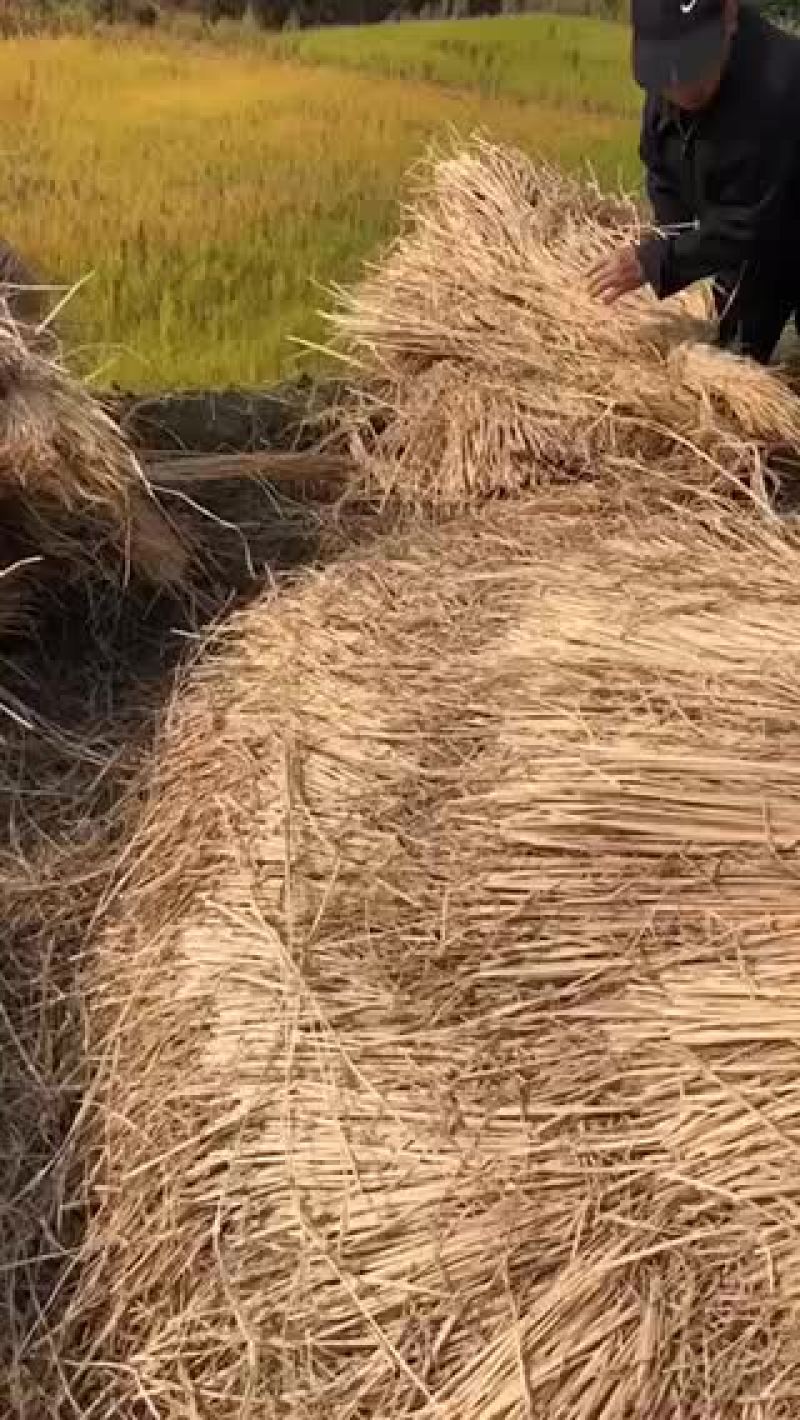 稻草