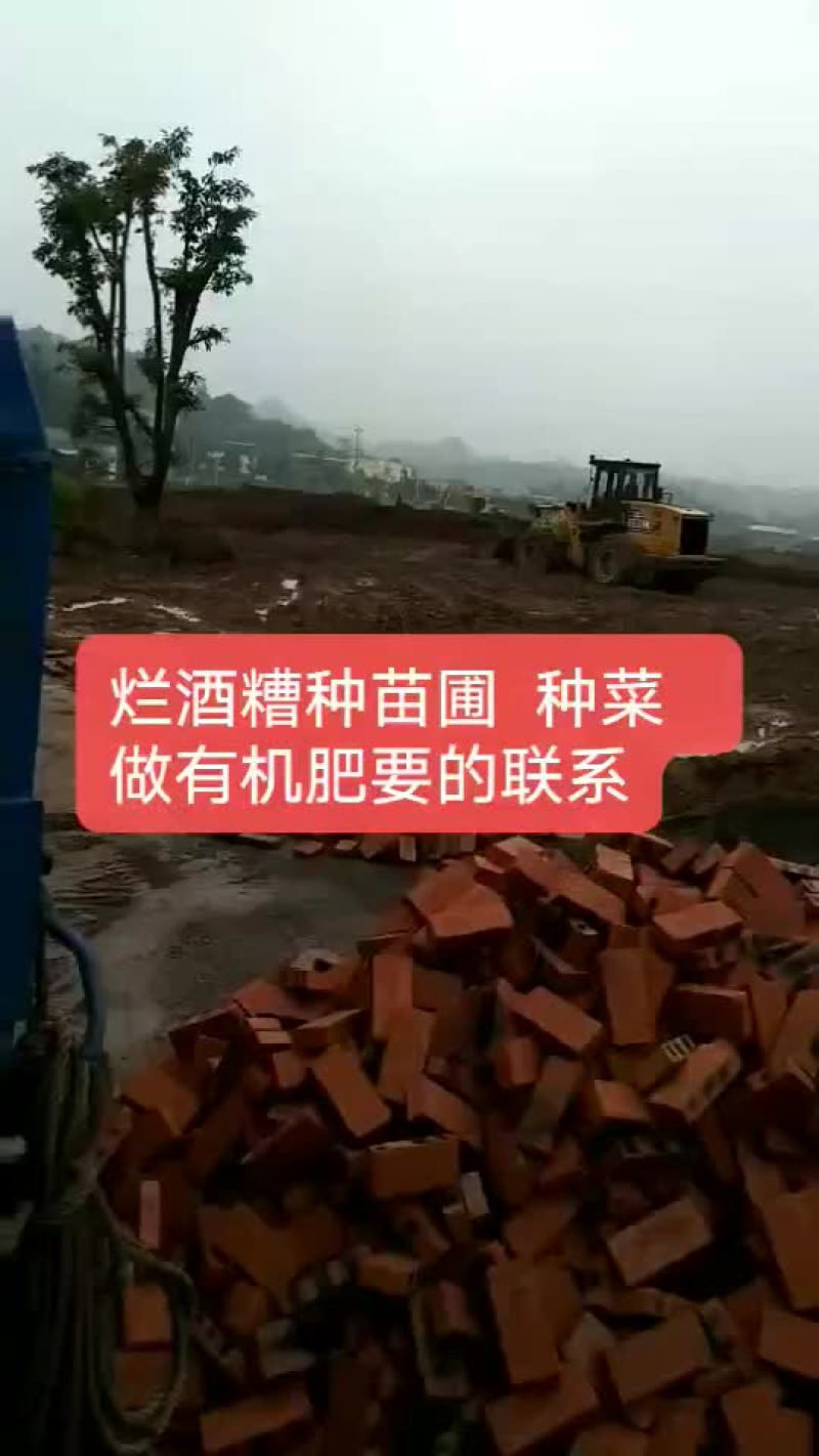 酒糟
