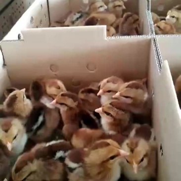 灵山土鸡苗