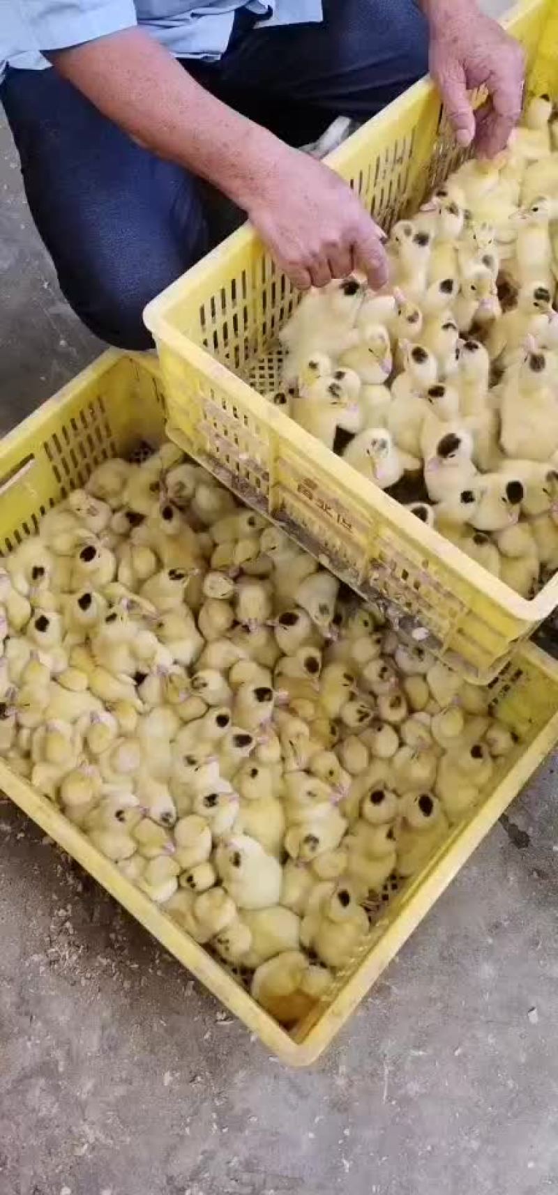 白番鸭苗