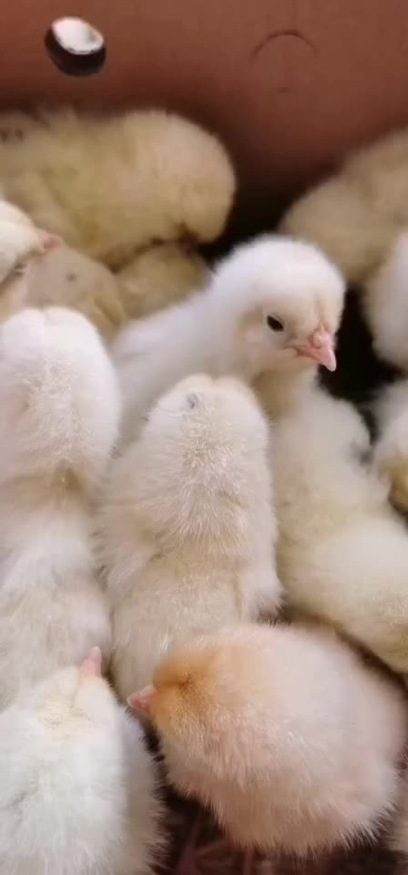 蛋鸡苗