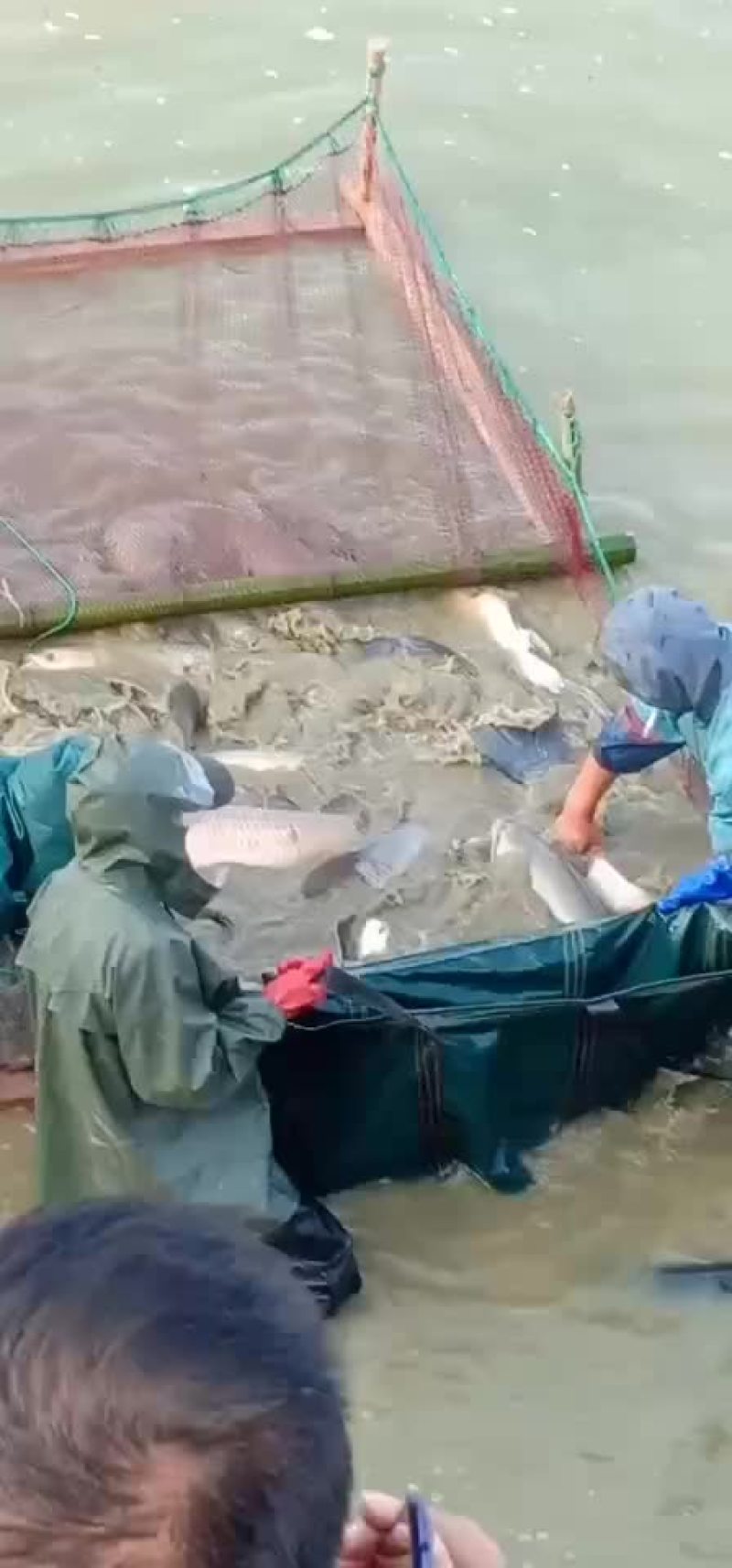 青鱼，规格15-25