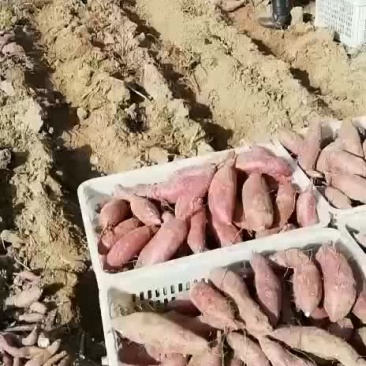 红薯