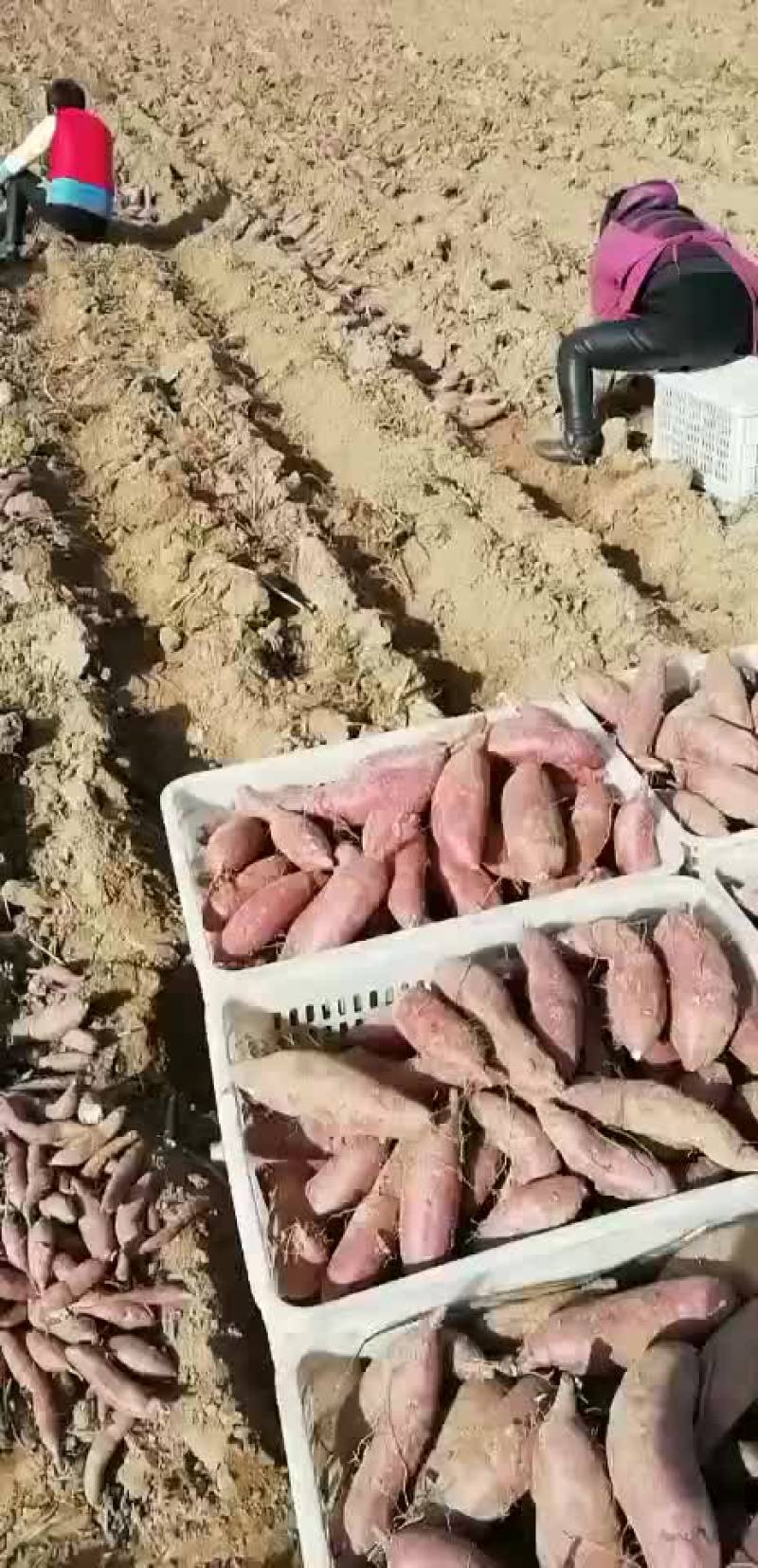 红薯