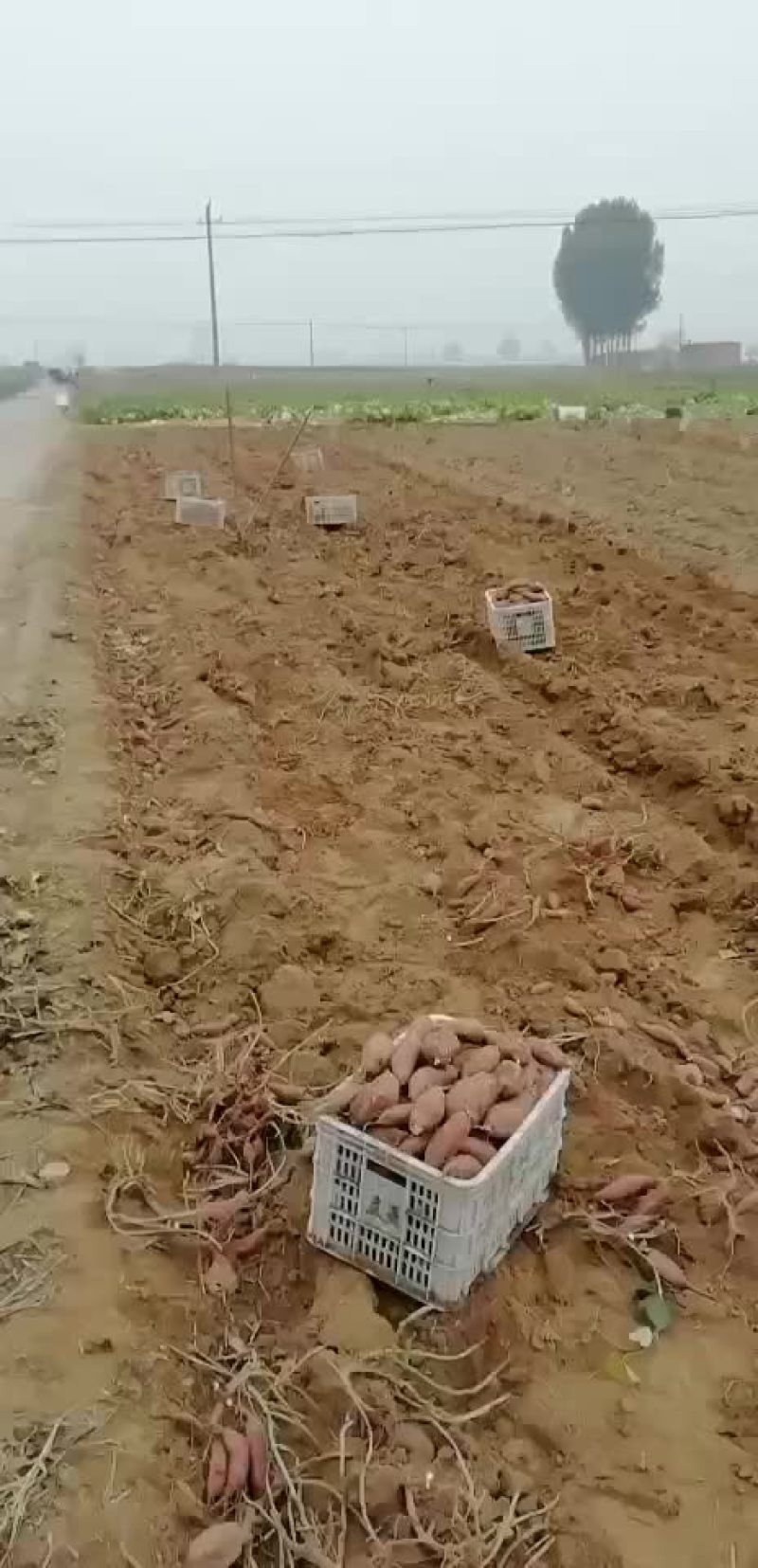 红薯