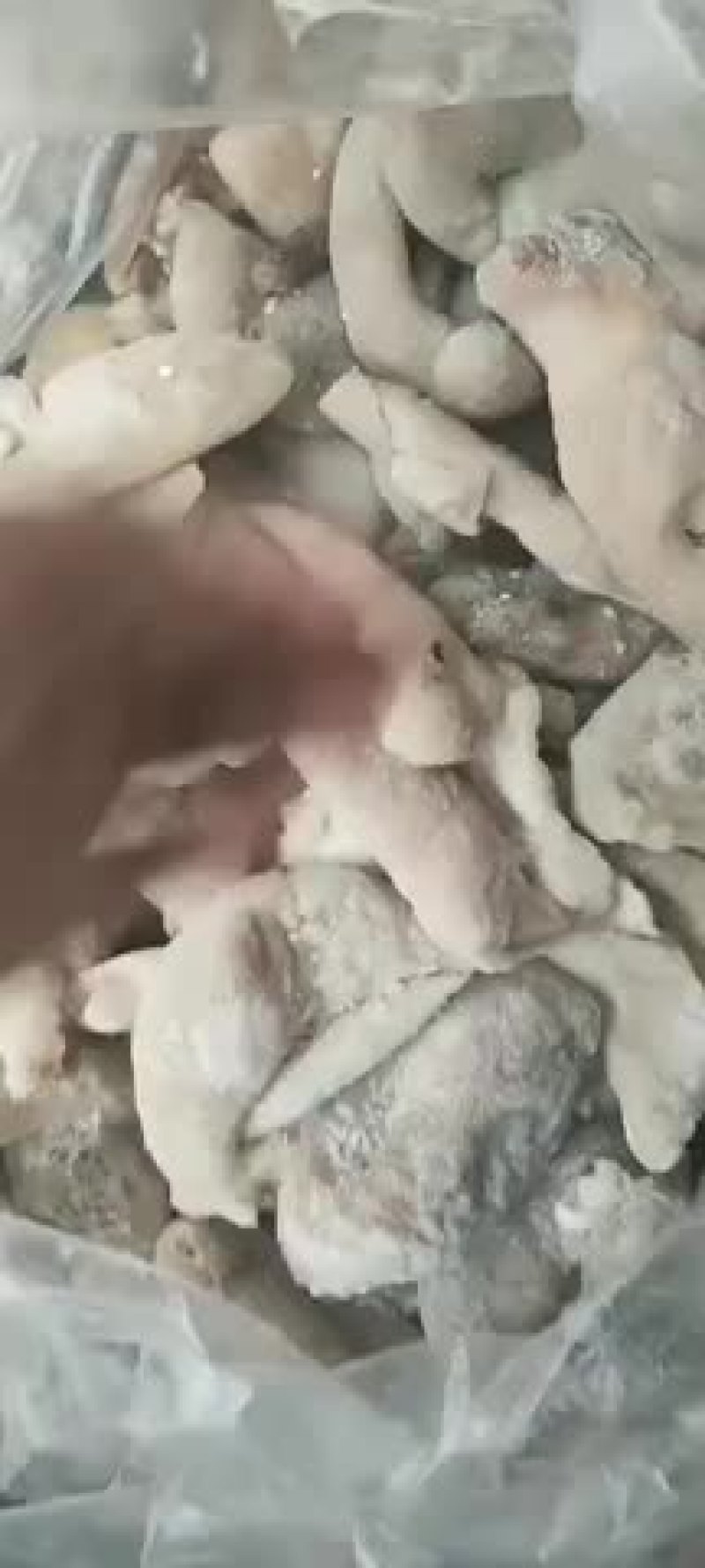 羊蛋皮