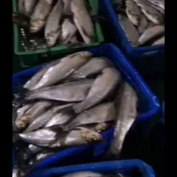 白鱼