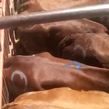 放牧肥母牛