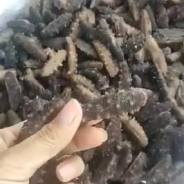 海参