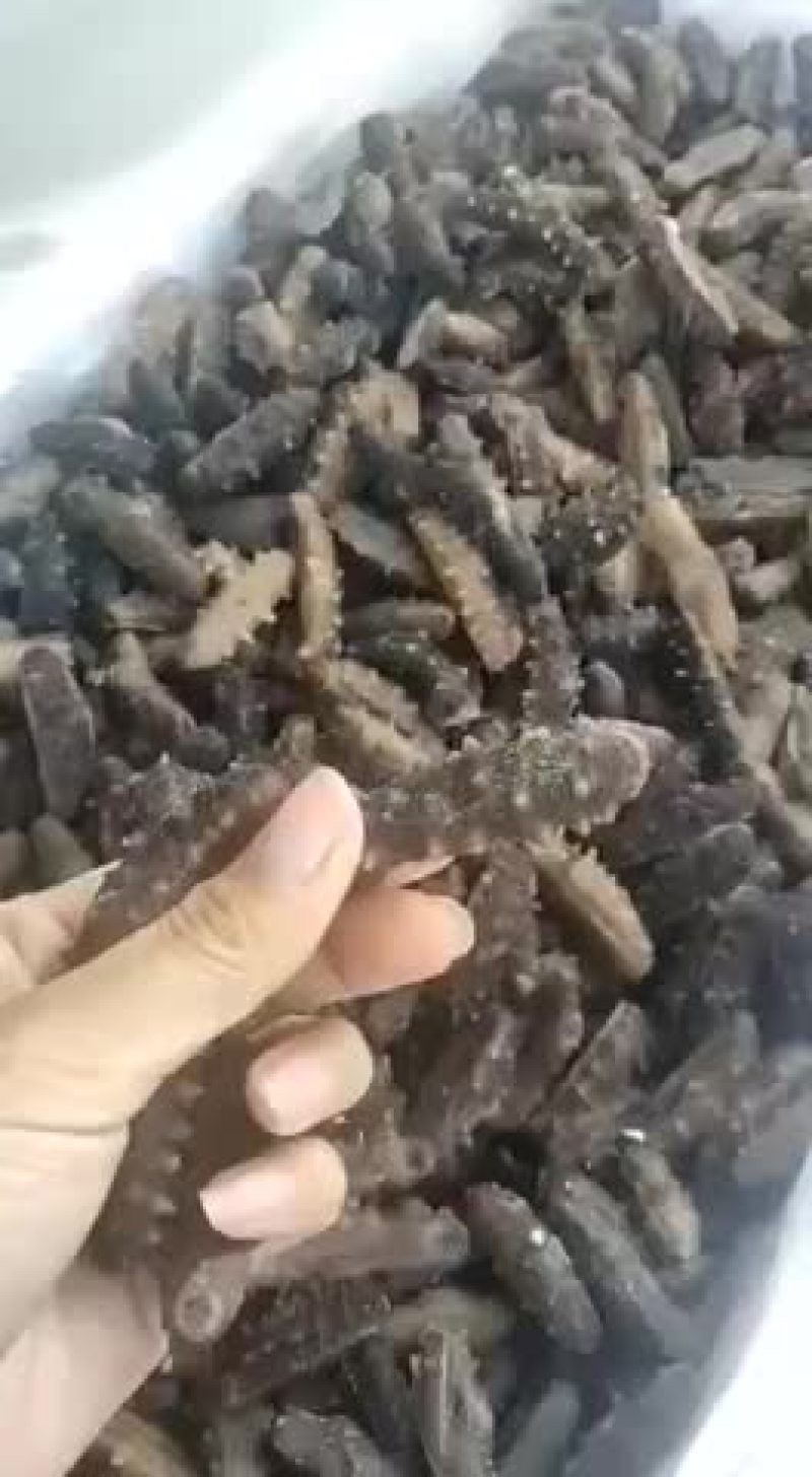 海参