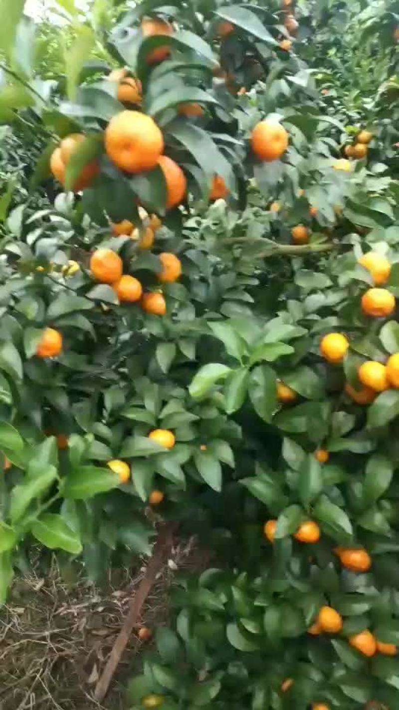沙糖橘可以了