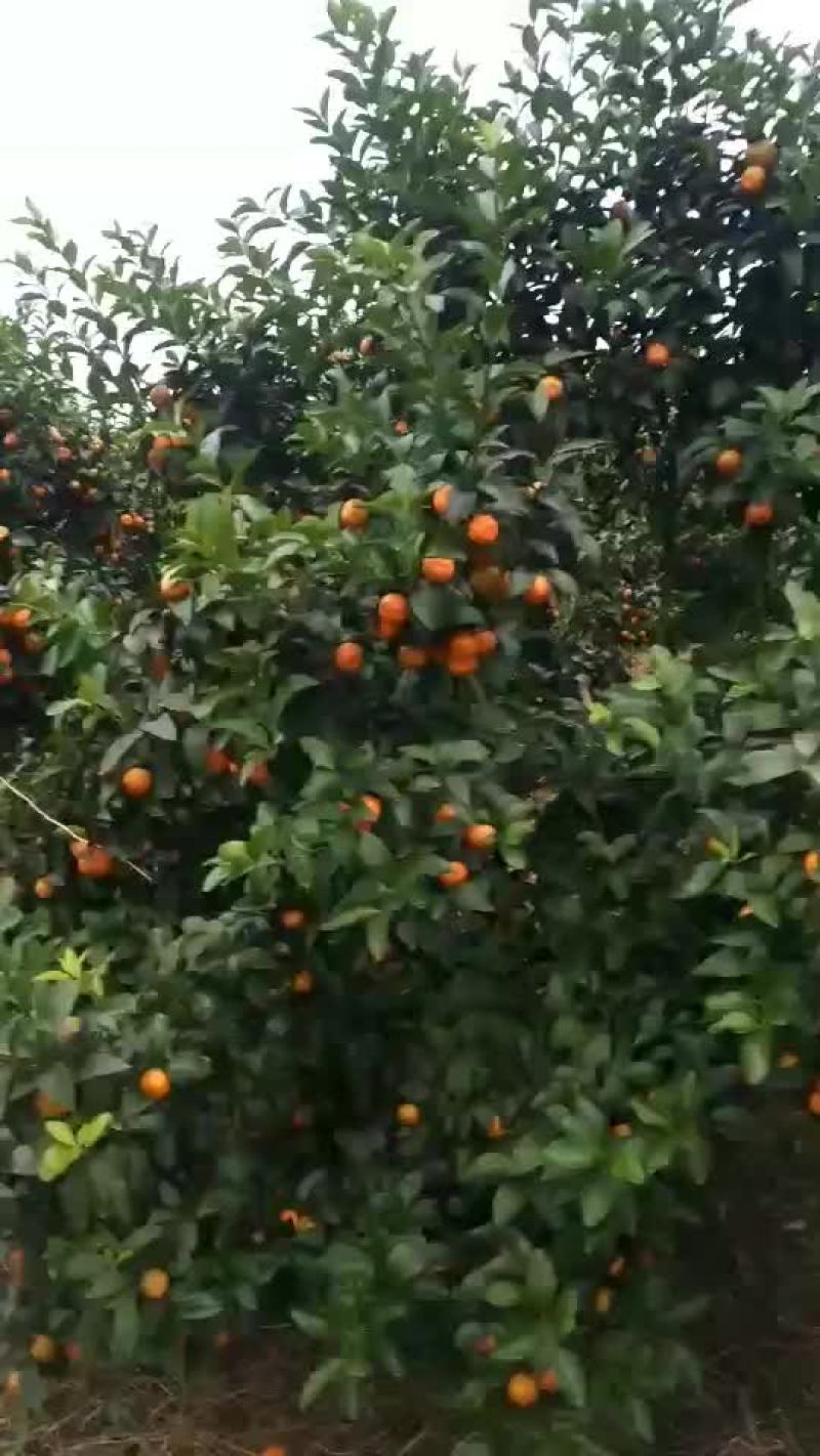 沙糖橘可以了