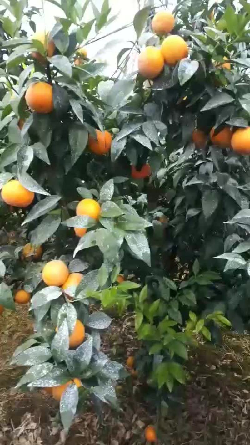 沙糖橘可以了