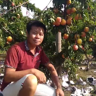大红袍李子李子苗，保证质量保证纯度保证成活辽南特产
