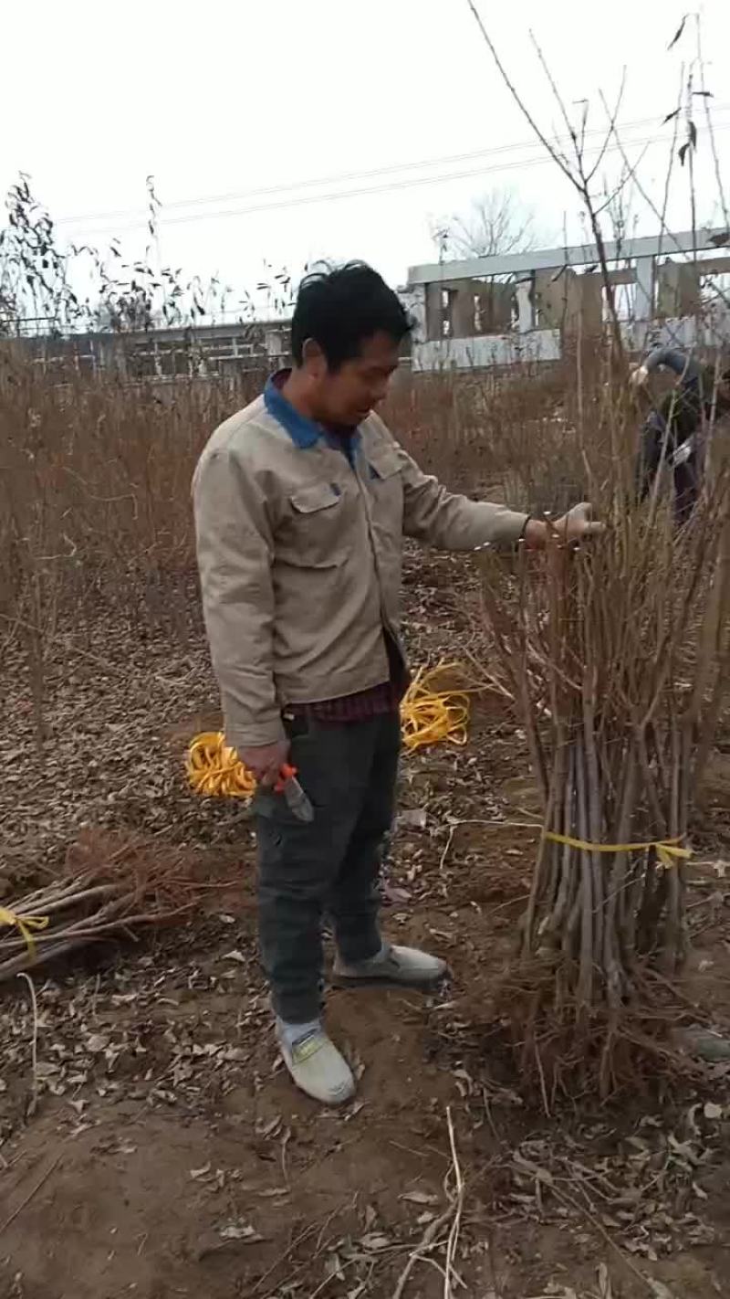 大红袍李子李子苗，保证质量保证纯度保证成活辽南特产