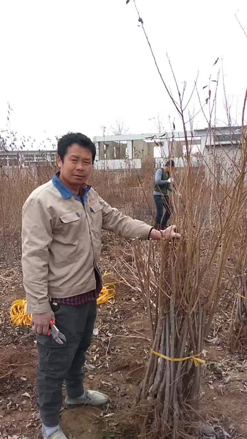 大红袍李子李子苗，保证质量保证纯度保证成活辽南特产