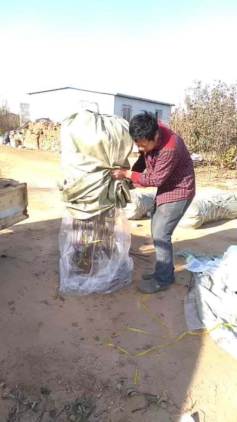 大红袍李子李子苗，保证质量保证纯度保证成活辽南特产
