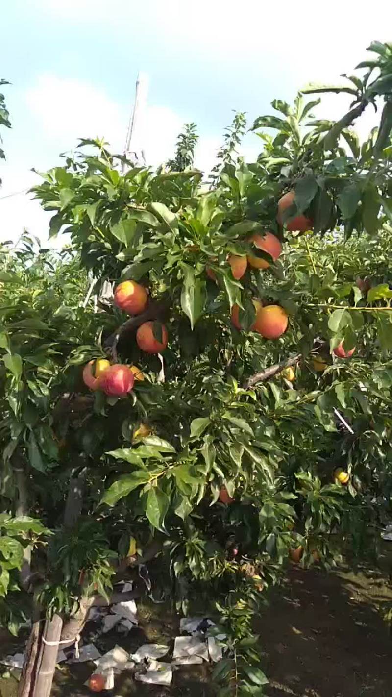 大红袍李子李子苗，保证质量保证纯度保证成活辽南特产
