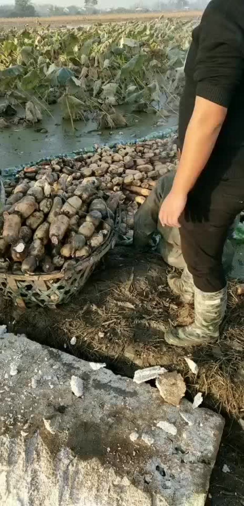 莲藕