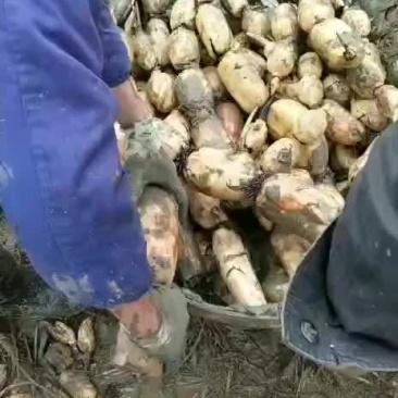 莲藕