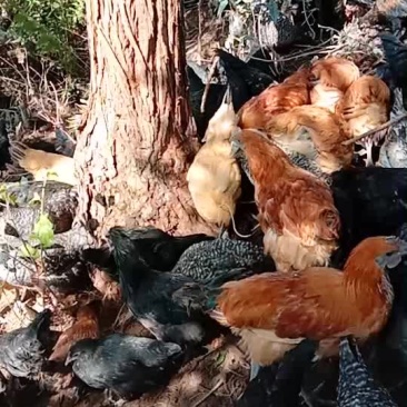 生态放养土鸡
