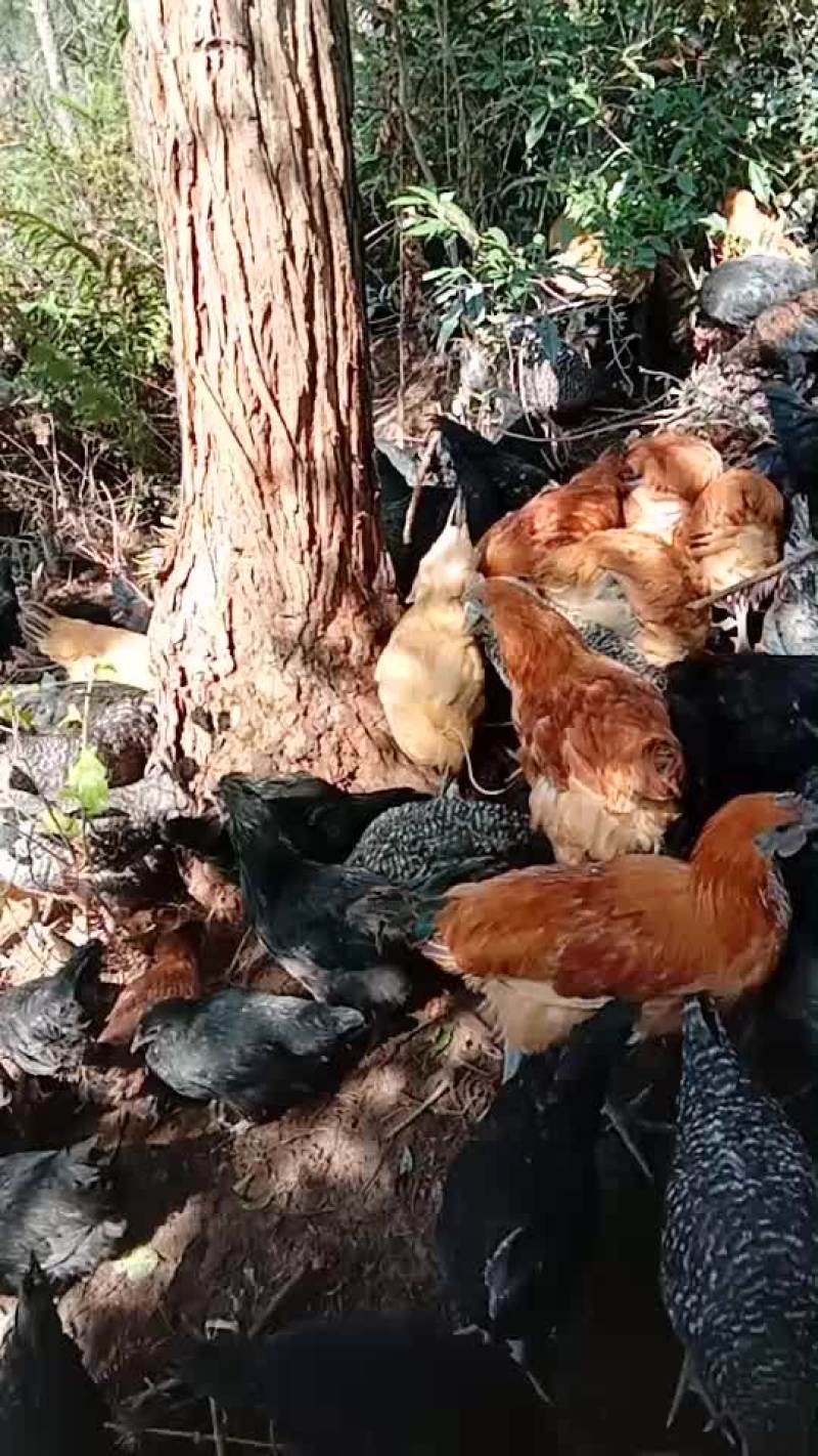 生态放养土鸡