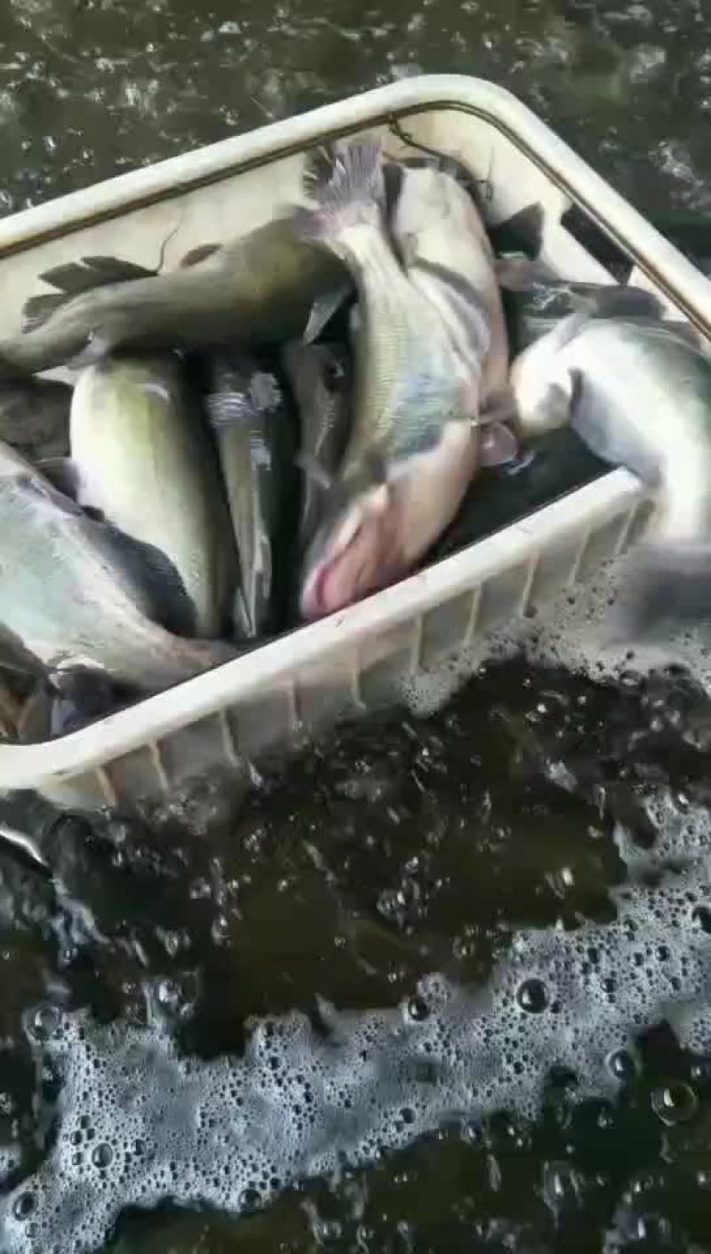 回鱼