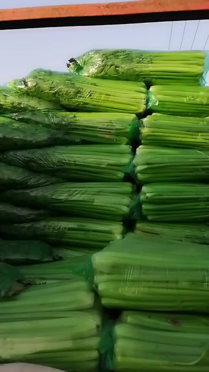 优质西芹