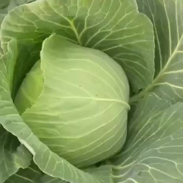 甘蓝类
