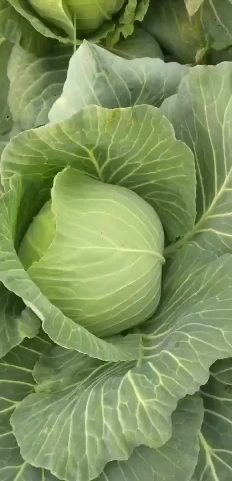 甘蓝类